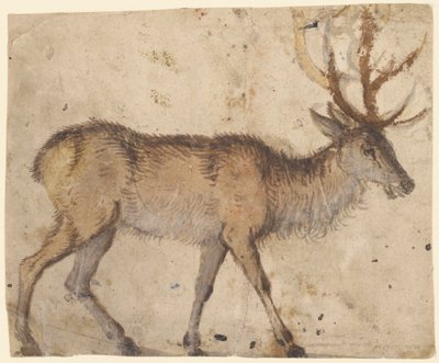 Study of a Deer by Lucas Cranach the Elder
